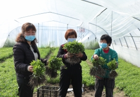 Smiling stevia farmers